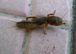 主要地下害蟲(chóng)——螻蛄