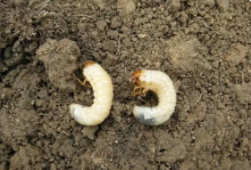 主要地下害蟲——蠐螬