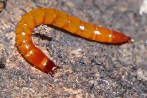 主要地下害蟲——金針蟲