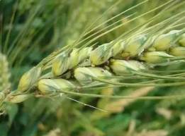 小麥吸漿蟲(chóng)的發(fā)生