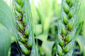 小麥吸漿蟲(chóng)的防治