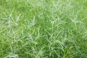 禾本科雜草的防除