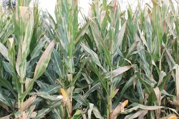 玉米大斑病的癥狀