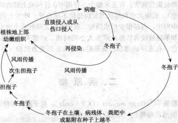 玉米黑粉病的病害循環(huán)