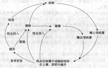 甘薯莖線(xiàn)蟲(chóng)病的病害循環(huán)