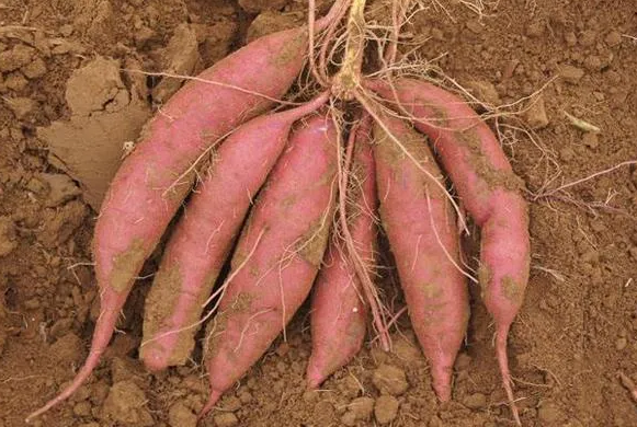 甘薯莖線(xiàn)蟲(chóng)病的發(fā)病因素