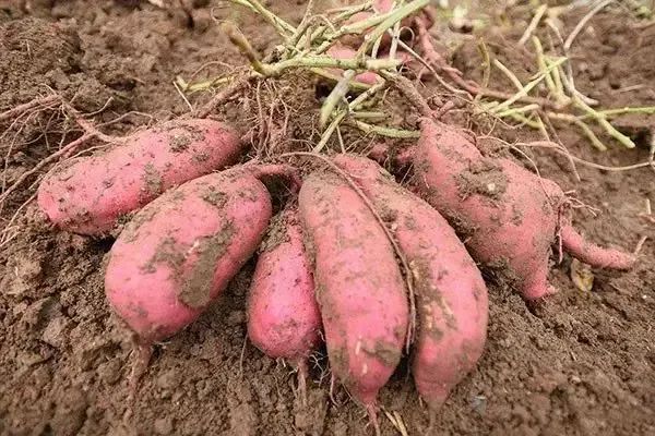 甘薯根腐病的綜合治理