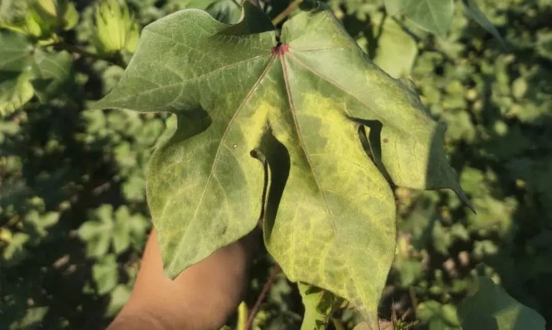 棉花黃萎病的癥狀