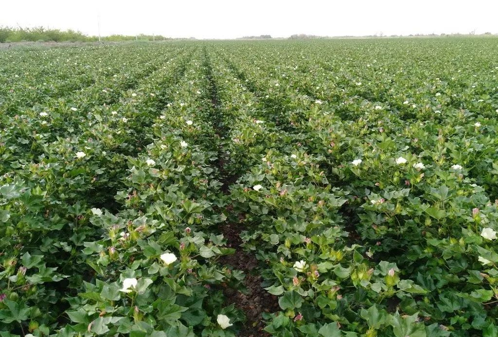 棉鈴病害的病害循環(huán)