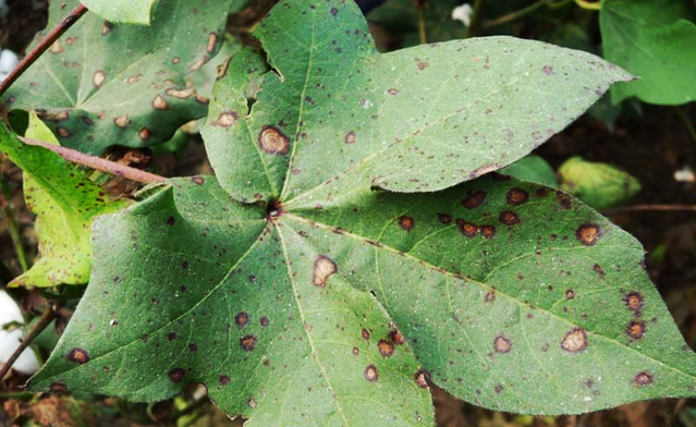 棉、麻的其他病害