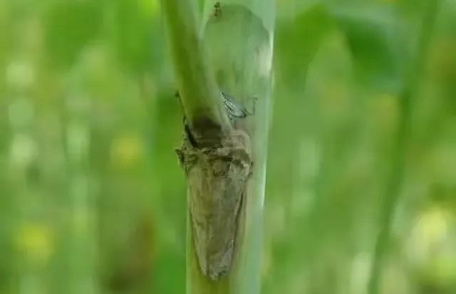 油菜菌核病的發(fā)病因素