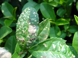 茶白星病的病原及流行規(guī)律