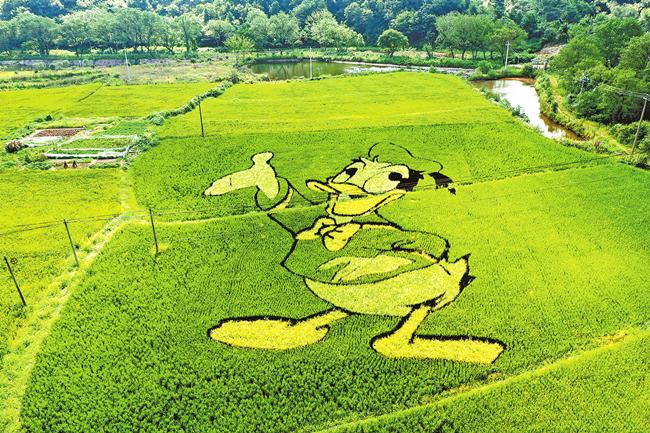 豐收季偏逢陰雨天 今年秋收秋種注意啥