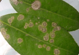 植物病理學(xué)發(fā)展簡(jiǎn)史