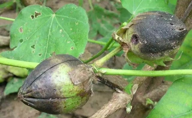 棉鈴病害的發(fā)病因素