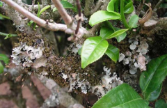 茶樹種植茶煤病有什么癥狀表現(xiàn),如何防治？ 