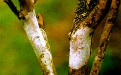 茶樹(shù)膏藥病的危害及防治