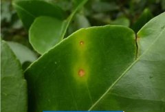 如何防治茶枝梢黑點(diǎn)??？