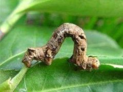 茶銀尺蠖的形態(tài)特征及生活習(xí)性