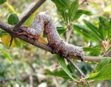油茶尺蠖的特性與危害