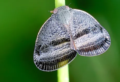 褐帶廣翅蠟蟬的生活習(xí)性