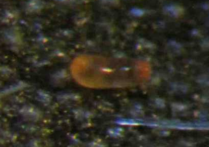 茶黃薊馬的習性與防治