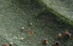 咖啡小爪螨的發(fā)生