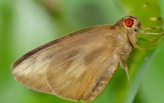 香蕉弄蝶的生物學(xué)特性