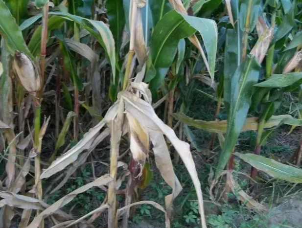 病害科普丨玉米莖基腐病