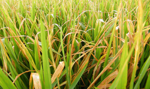 病害科普丨水稻白葉枯病