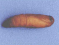 紅脈穗螟的防治技術(shù)